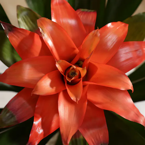 Delicate Orange Guzmania Plant