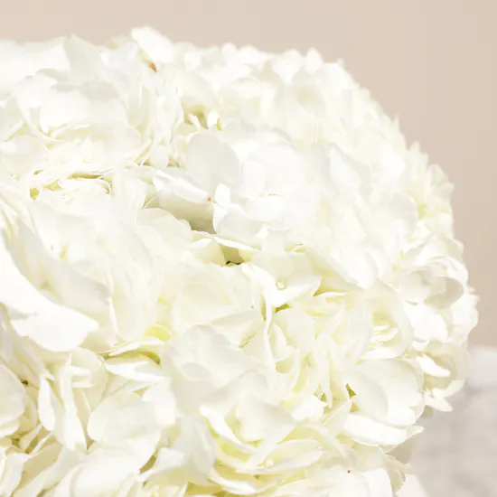 Magical White Hydrangea Box | 8 Flowers