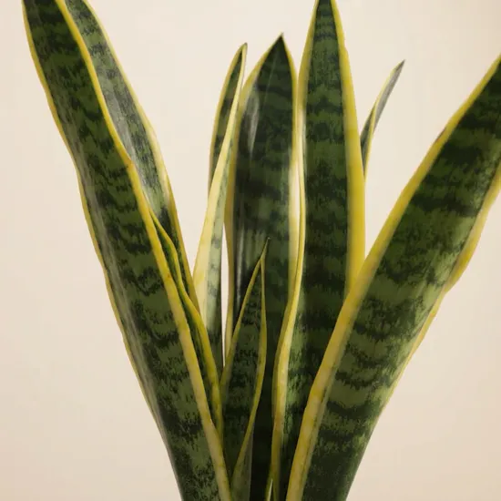 Sanseveria Snake Plant