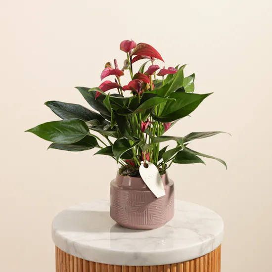 Regal Purple Anthurium Plant