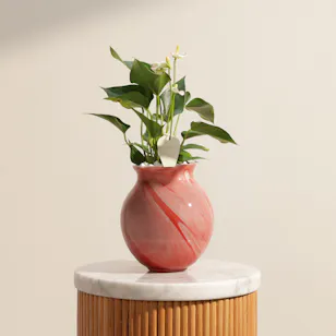 Fancy White Anthurium Plant