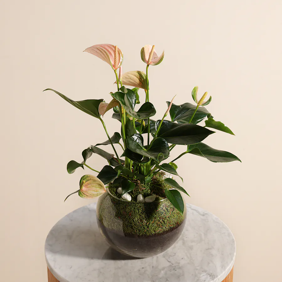 Peach Anthurium Joli | Fishbowl 3