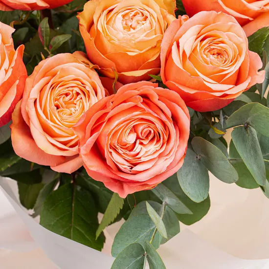Uhuru Roses | White Wrap