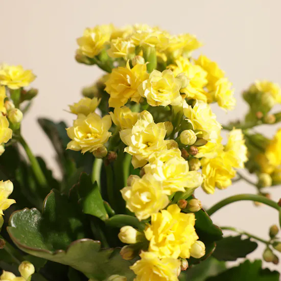 Shiny Yellow Kalanchoe Plant Vase