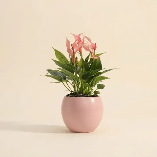 Lush Pink Anthurium Plant