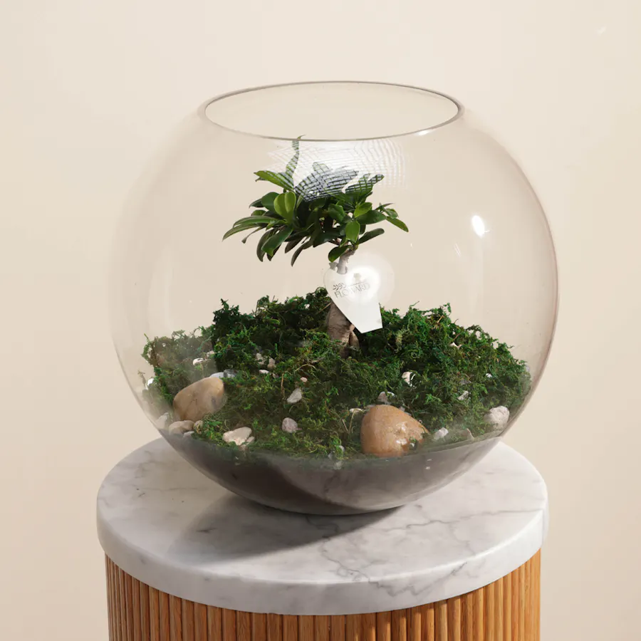 Ficus Microcarpa Ginseng 4