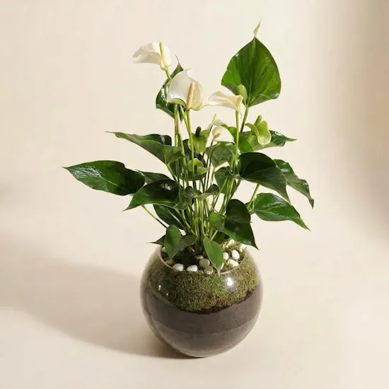 Anthurium Montana