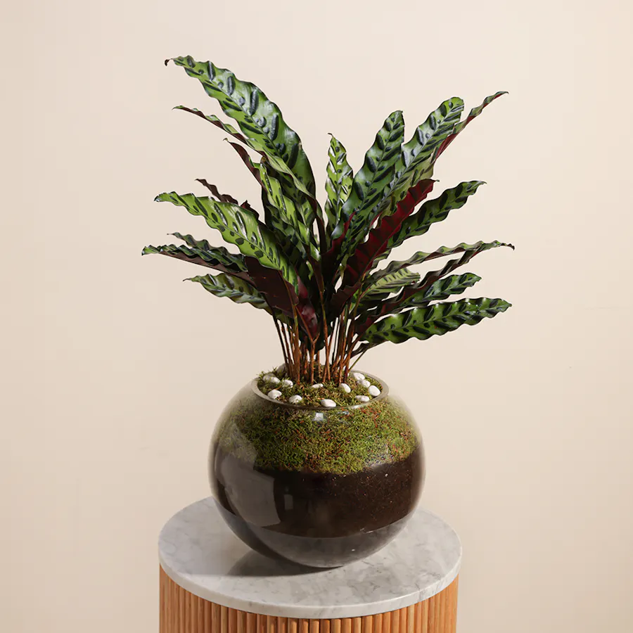 Calathea Lancifolia  3