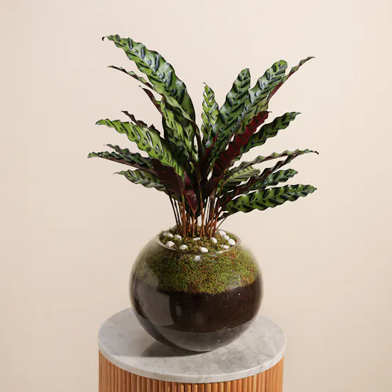 Calathea Lancifolia