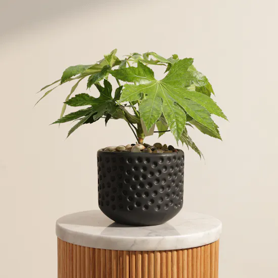 Light Fatsia Japonica Spiderweb Plant