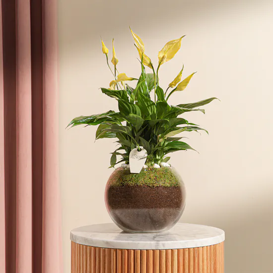 Gorgeous | Yellow Peace Lily