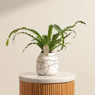 Emerald Asplenium Osaka Plant