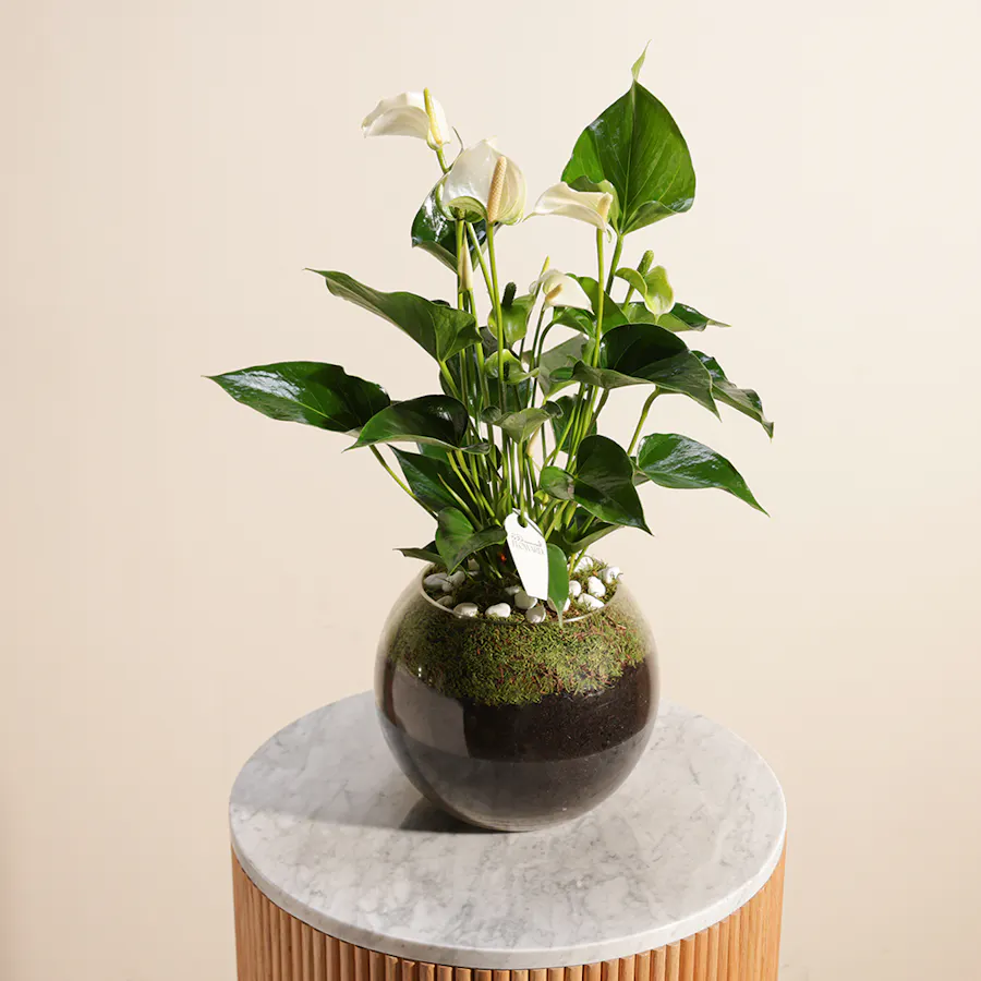 Anthurium Montana  3