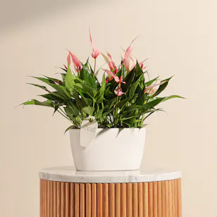 Anthurium lilli Pink