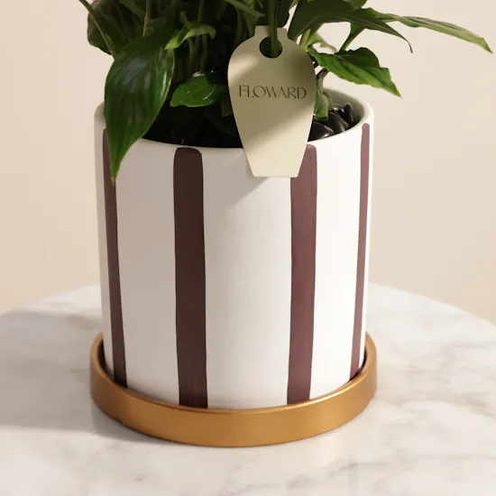 Delicate Purple Spathiphyllum Plant