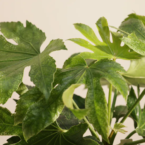 Light Fatsia Japonica Spiderweb Plant