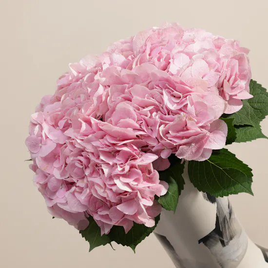 Cute Blush Pink Hydrangea Vase