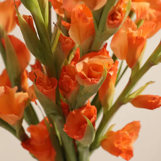 Orange Gladiolus | Flowers Bouquet