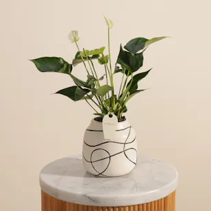 Elegant White Anthurium Plant Elegant White Anthurium Plant