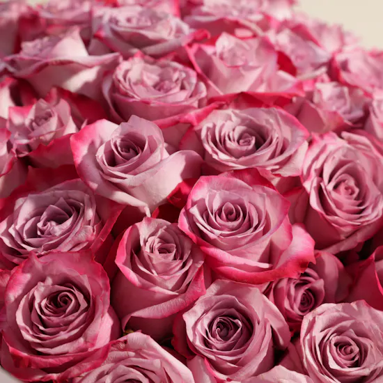 Royal Purple Roses Bouquet | 250 Flower