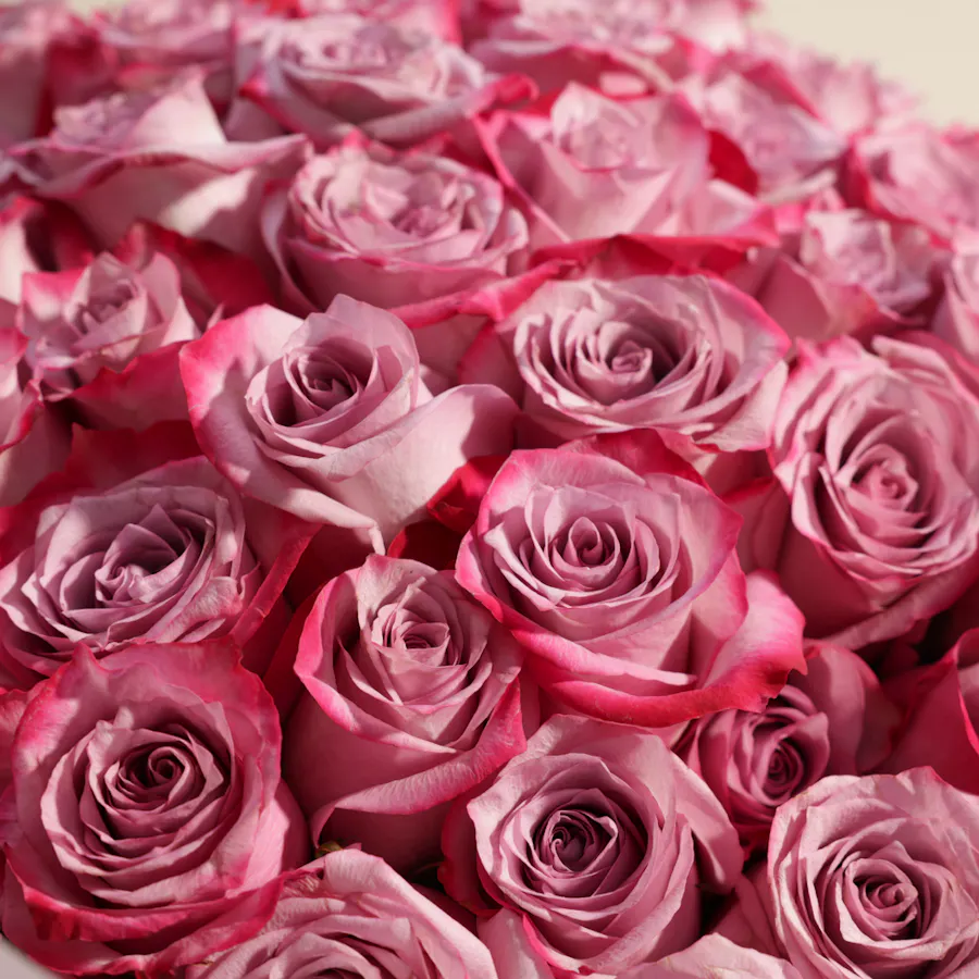 Royal Purple Roses Bouquet | 250 Flower 4