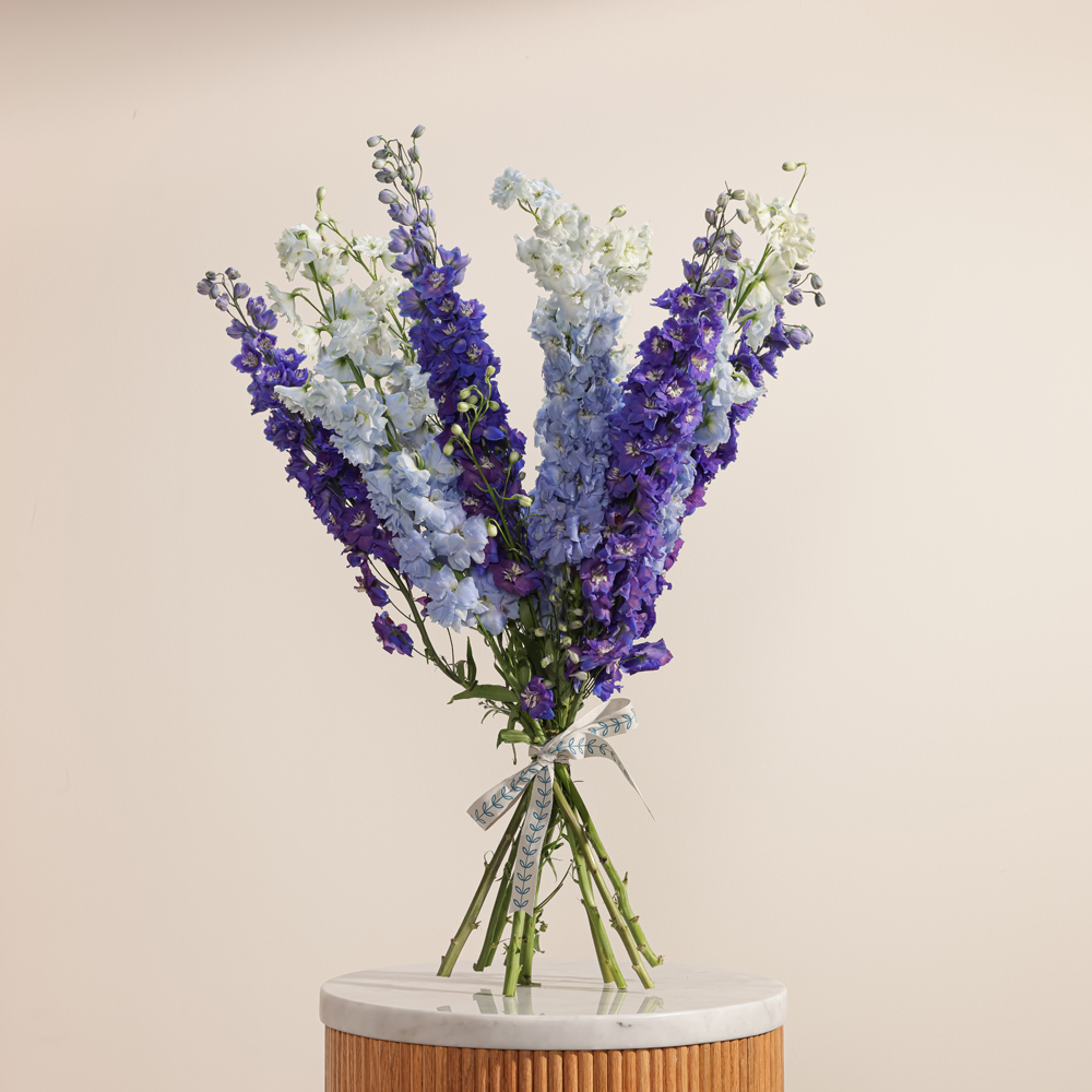 الدلفينيوم الساحر