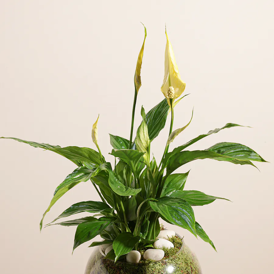 Gorgeous | Yellow Peace Lily 5