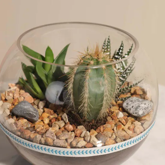 Cactus Open Terrarium Bowl