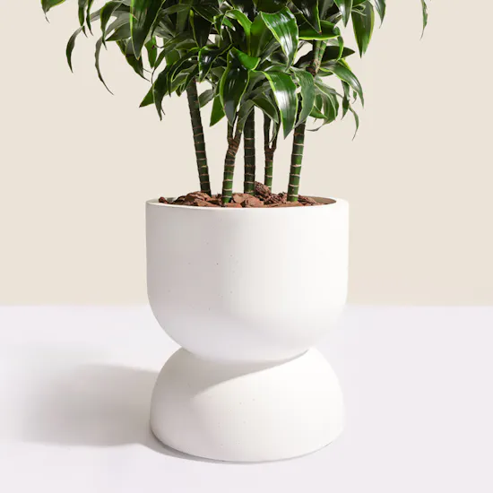 Big Lush Dracaena Dorado Plant