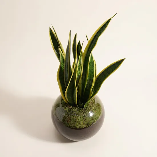Well Done Sansevieria Laurentii