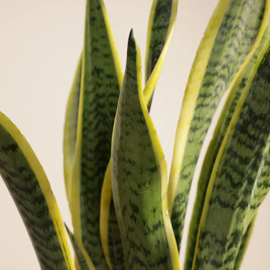 Unique Nigerian Sansevieria Earth Day Plant