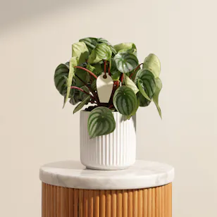 Iconic Peperomia Watermelon Plant