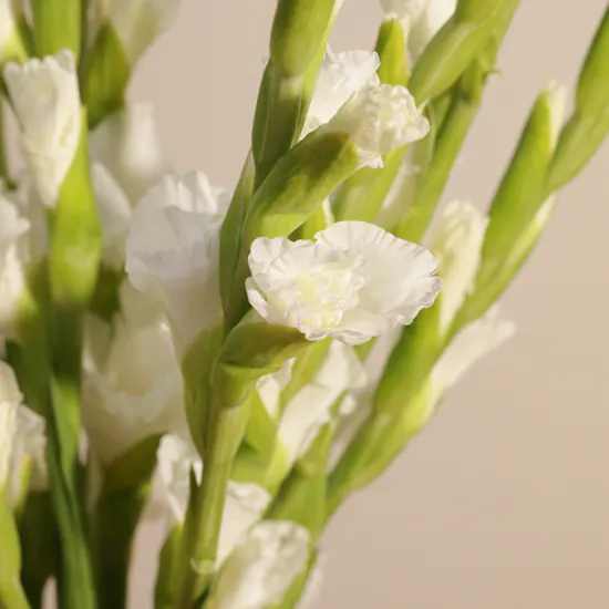 Pure Flowers Bouquet