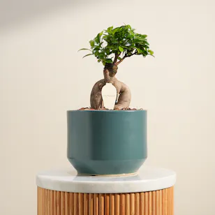 Emerald Harmony Bonsai Plant Vase