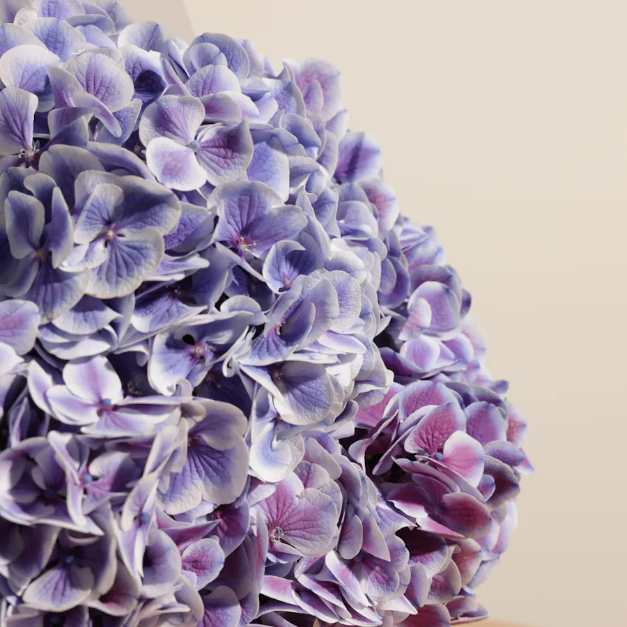Hydrangea Magical Harlekijn Blue Bouquet 3