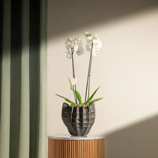 Peaceful White Orchid Plant