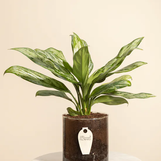 PlantaZee Aglaonema Commutatum Vase