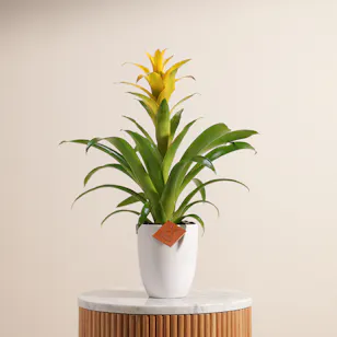 Guzmania Yellow | Ceramic Pot