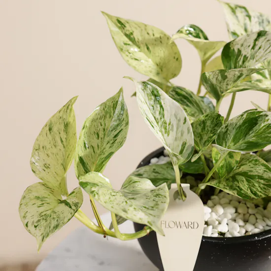 Cheerful Epipremnum Snow Plant
