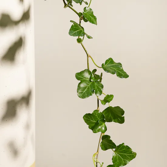 Emerald Hedera Plant Vase