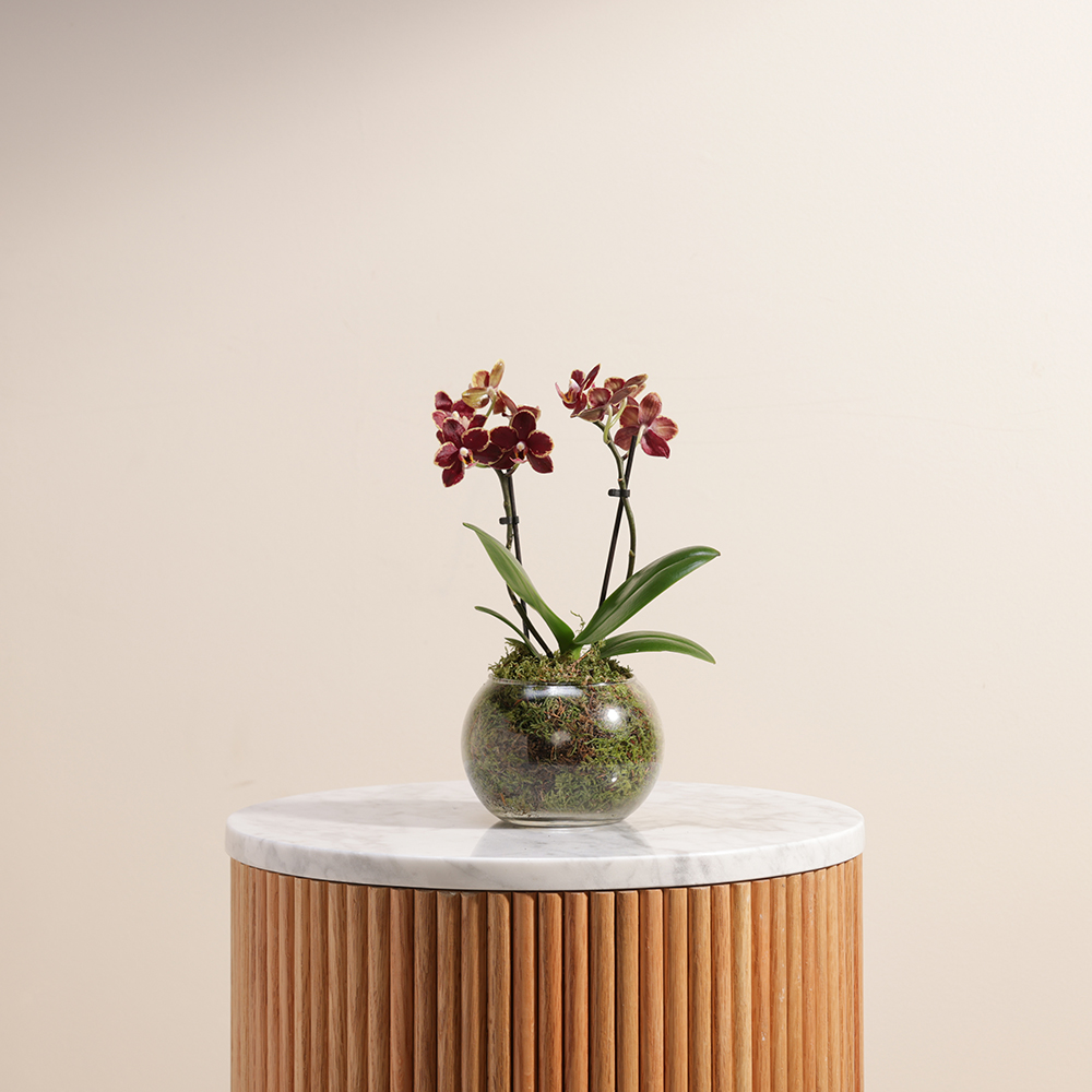 ميني بريتي اوركيد