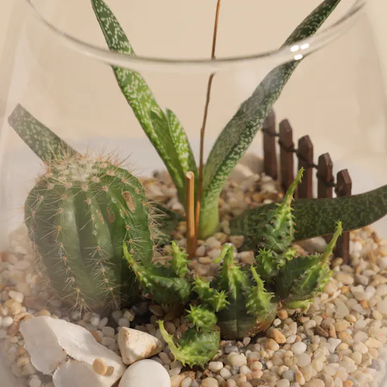 Charming Little Desert | Open Terrarium