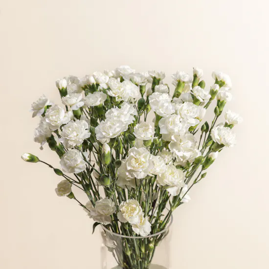 Pure White Baby Carnation Vase