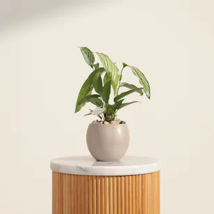 Wonderful Calathea Vittata Plant