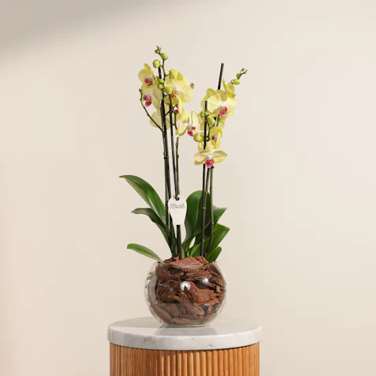 Yellow Orchid Plant