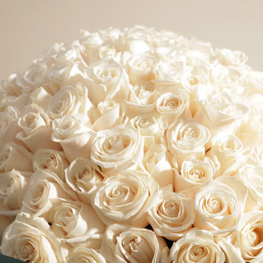 White Roses Bouquet | 250 Flowers 4