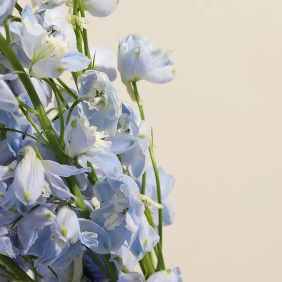 Light Blue Delphinium Vase