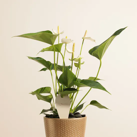 Fancy White Anthurium Plant