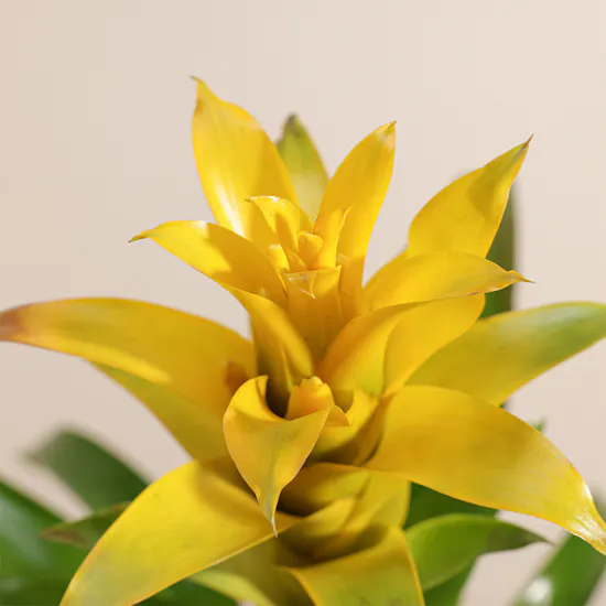 The Yellow Guzmania Diana