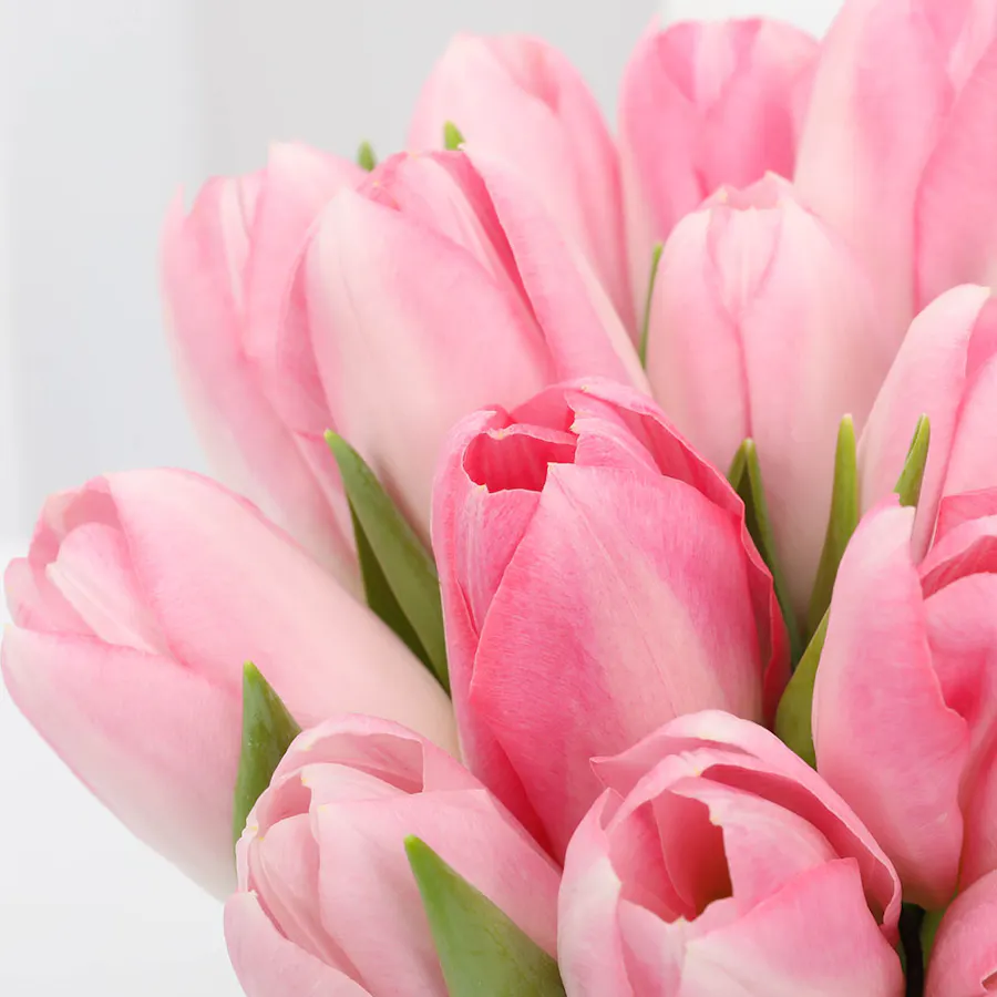 Pink Tulip | Square Vase 3